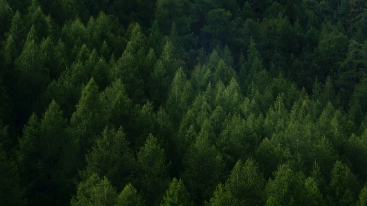 Forests Thicker Than Nairobi Traffic: image